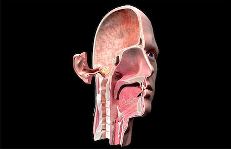 simsearch:671-02101009,k - Anatomie de l'oreille Photographie de stock - Premium Libres de Droits, Code: 671-02100786