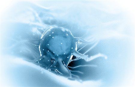 Cancer cells Stock Photo - Premium Royalty-Free, Code: 671-02100809