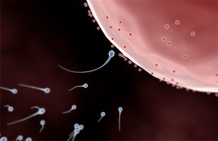 sperm - Fertilization Stock Photo - Premium Royalty-Free, Code: 671-02100819