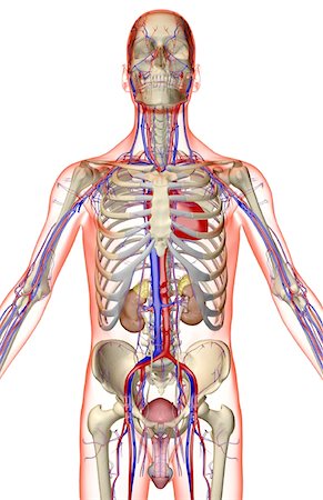 skeleton - The urinary and the vascular system Stock Photo - Premium Royalty-Free, Code: 671-02100822
