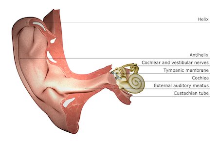 simsearch:671-02101009,k - Anatomie de l'oreille Photographie de stock - Premium Libres de Droits, Code: 671-02100823