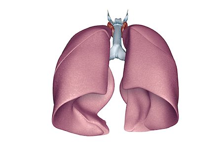 simsearch:671-02101618,k - The respiratory system Fotografie stock - Premium Royalty-Free, Codice: 671-02100908