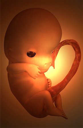 pregnancy illustrations - Embryonic development Foto de stock - Sin royalties Premium, Código: 671-02100937