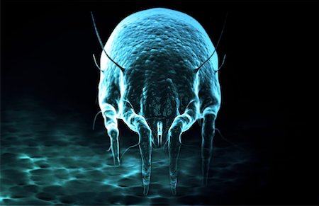 Dust mite Foto de stock - Sin royalties Premium, Código: 671-02100954