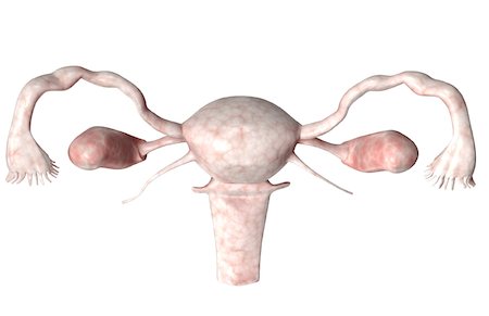 The female reproductive system Stock Photo - Premium Royalty-Free, Code: 671-02100971