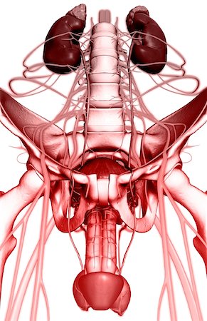 penis on people - Nerve supply of the urinary system Stock Photo - Premium Royalty-Free, Code: 671-02100985