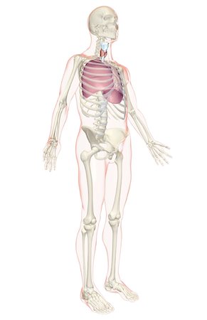 skeleton profile - The respiratory system Stock Photo - Premium Royalty-Free, Code: 671-02100997