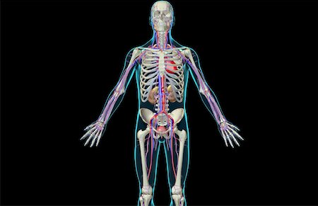 simsearch:671-02098853,k - The urinary system Foto de stock - Sin royalties Premium, Código: 671-02101012