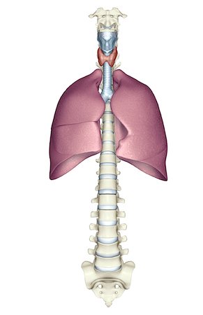 Le système respiratoire Photographie de stock - Premium Libres de Droits, Code: 671-02101104