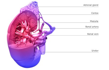 Blood supply of the kidneys Foto de stock - Sin royalties Premium, Código: 671-02101108