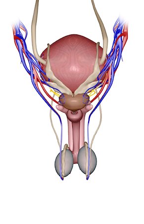 penis on people - The male reproductive organs Stock Photo - Premium Royalty-Free, Code: 671-02101127