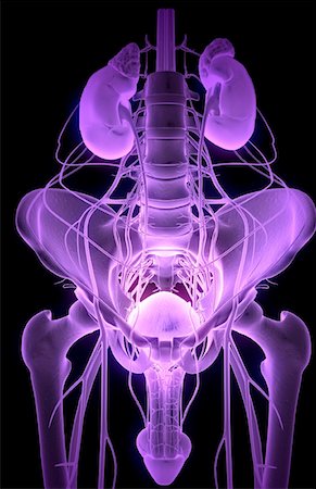 penis on people - Nerve supply of the urinary system Stock Photo - Premium Royalty-Free, Code: 671-02101154