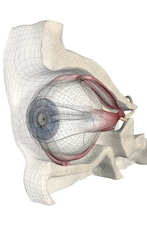 simsearch:671-02100311,k - The muscles of the eye Foto de stock - Sin royalties Premium, Código: 671-02101167