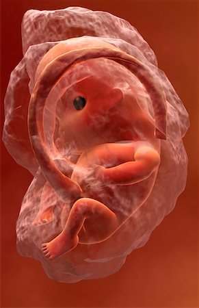 pregnancy illustrations - Embryonic development Foto de stock - Sin royalties Premium, Código: 671-02101168
