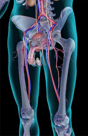 pelvis anatomy - The blood supply of the male reproductive organs Stock Photo - Premium Royalty-Free, Code: 671-02101160