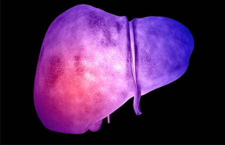 simsearch:671-02101509,k - The liver Stock Photo - Premium Royalty-Free, Code: 671-02101197