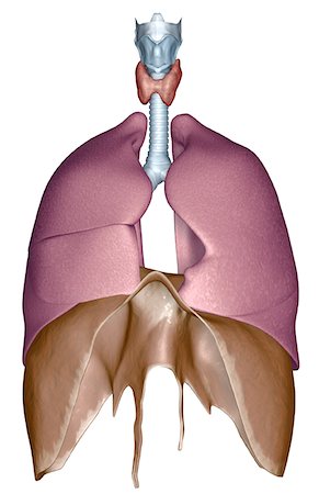 simsearch:671-02101618,k - The respiratory system Fotografie stock - Premium Royalty-Free, Codice: 671-02101206