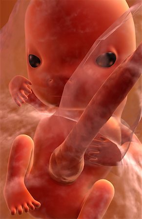 pregnancy illustrations - Embryonic development Foto de stock - Sin royalties Premium, Código: 671-02101247