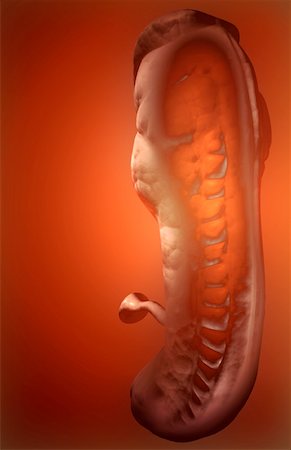 simsearch:671-02100796,k - Embryonic development Foto de stock - Sin royalties Premium, Código: 671-02101262