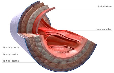 The structure of the vein wall Stock Photo - Premium Royalty-Free, Code: 671-02101289