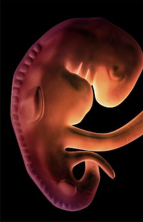 embrión - Embryonic development Foto de stock - Sin royalties Premium, Código: 671-02101296