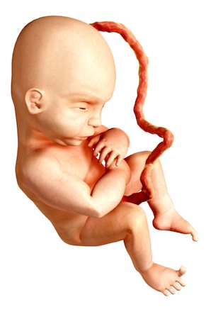 simsearch:671-02100796,k - Embryonic development Foto de stock - Sin royalties Premium, Código: 671-02101316