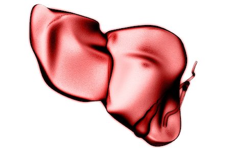 simsearch:671-02101509,k - The liver and the gallbladder Stock Photo - Premium Royalty-Free, Code: 671-02101379