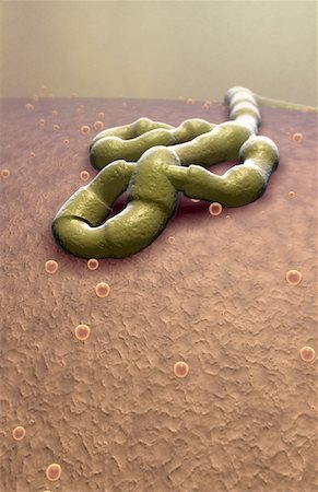 simsearch:671-02102849,k - Ebola virus Foto de stock - Sin royalties Premium, Código: 671-02101384