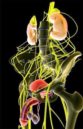 sistema nervoso - Nerve supply of the urinary system Foto de stock - Royalty Free Premium, Número: 671-02101419