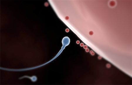 fertilization (egg and sperm) - Fertilization Stock Photo - Premium Royalty-Free, Code: 671-02101428