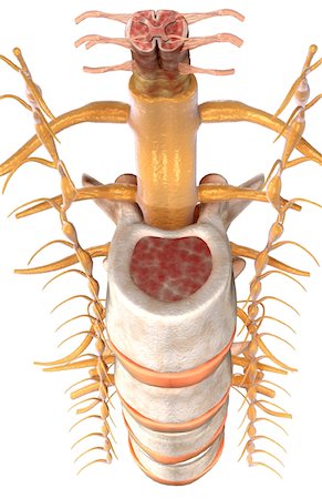 sistema nervoso - The spinal cord Foto de stock - Royalty Free Premium, Número: 671-02101439