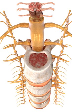 La moelle épinière Photographie de stock - Premium Libres de Droits, Code: 671-02101439