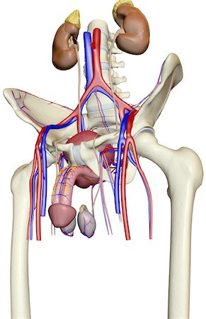 simsearch:671-02100134,k - The urinary system Stock Photo - Premium Royalty-Free, Code: 671-02101431