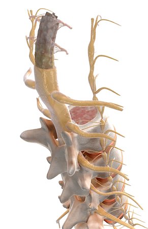 The spinal cord Stock Photo - Premium Royalty-Free, Code: 671-02101446
