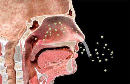pollen - Rhume des foins Photographie de stock - Premium Libres de Droits, Code: 671-02101475