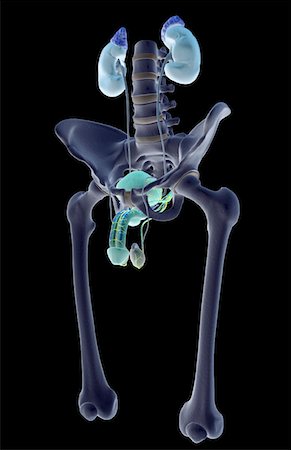 simsearch:671-02100134,k - The urinary system Stock Photo - Premium Royalty-Free, Code: 671-02101513