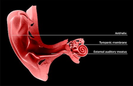 simsearch:671-02101009,k - Anatomie de l'oreille Photographie de stock - Premium Libres de Droits, Code: 671-02101522