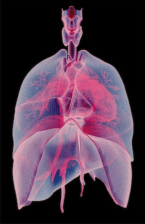 poumons - Le système respiratoire Photographie de stock - Premium Libres de Droits, Code: 671-02101559