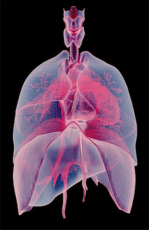 Le système respiratoire Photographie de stock - Premium Libres de Droits, Code: 671-02101559