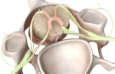 La moelle épinière Photographie de stock - Premium Libres de Droits, Code: 671-02101636