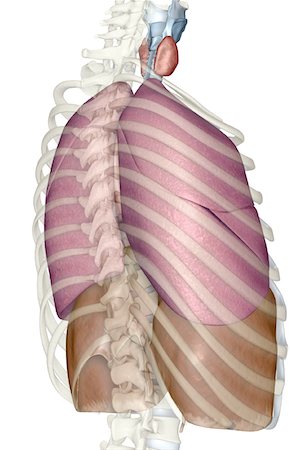 side view ribs anatomy - The respiratory system Stock Photo - Premium Royalty-Free, Code: 671-02101638