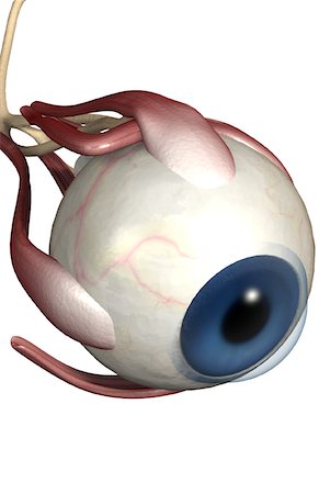 eyeball - The muscles of the eye Foto de stock - Sin royalties Premium, Código: 671-02101667