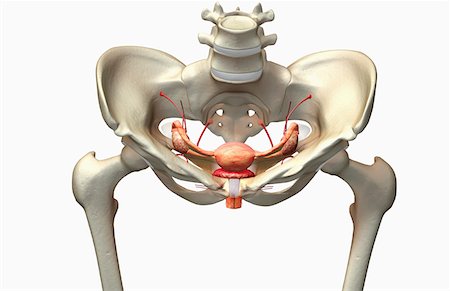 skeleton - The female reproductive system Stock Photo - Premium Royalty-Free, Code: 671-02101716