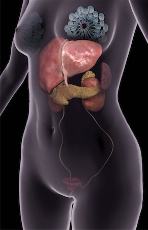 pâncreas - The pancreas Foto de stock - Royalty Free Premium, Número: 671-02101710