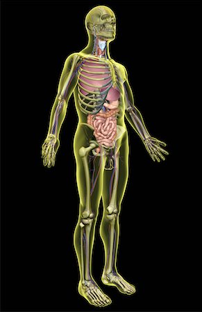 digestive system arteries - The digestive system Foto de stock - Sin royalties Premium, Código: 671-02101787