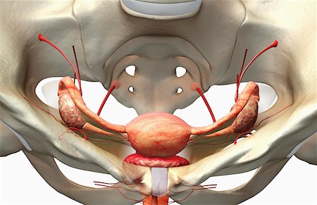 simsearch:671-02102563,k - The female reproductive system Foto de stock - Sin royalties Premium, Código: 671-02101807