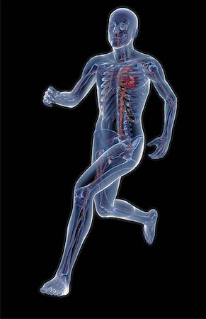 skeleton of a person running - The vascular system Stock Photo - Premium Royalty-Free, Code: 671-02101803