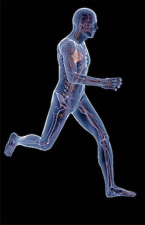 skeleton to human - The vascular system Stock Photo - Premium Royalty-Free, Code: 671-02101829