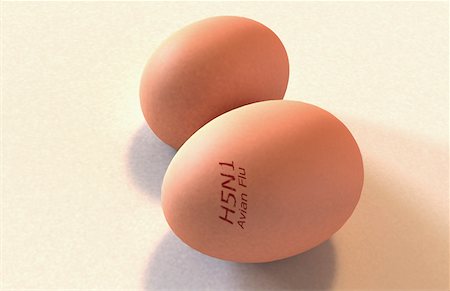 simsearch:671-02102849,k - Eggs branded with 'Avian flu' Foto de stock - Sin royalties Premium, Código: 671-02101835