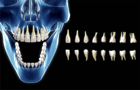 fang - Les dents Photographie de stock - Premium Libres de Droits, Code: 671-02101866